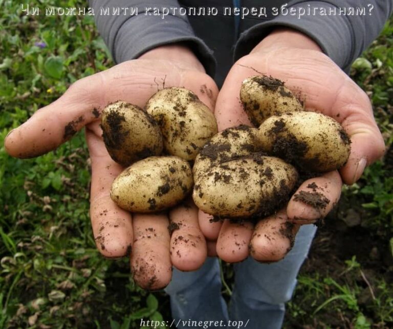 Мити картоплю перед зберіганням