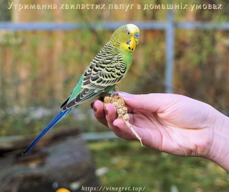 Утримання хвилястих папуг