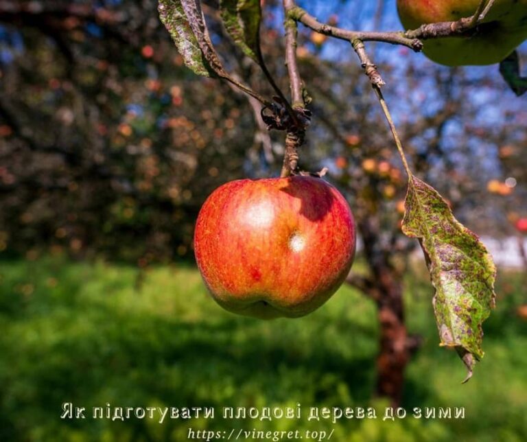 Як підготувати плодові дерева до зими